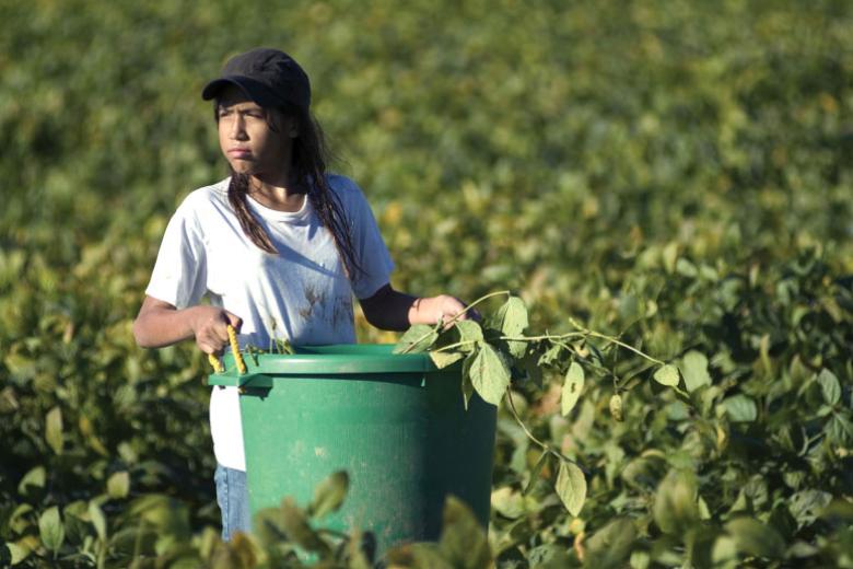 A worker holding a bucket of foliage in a field.